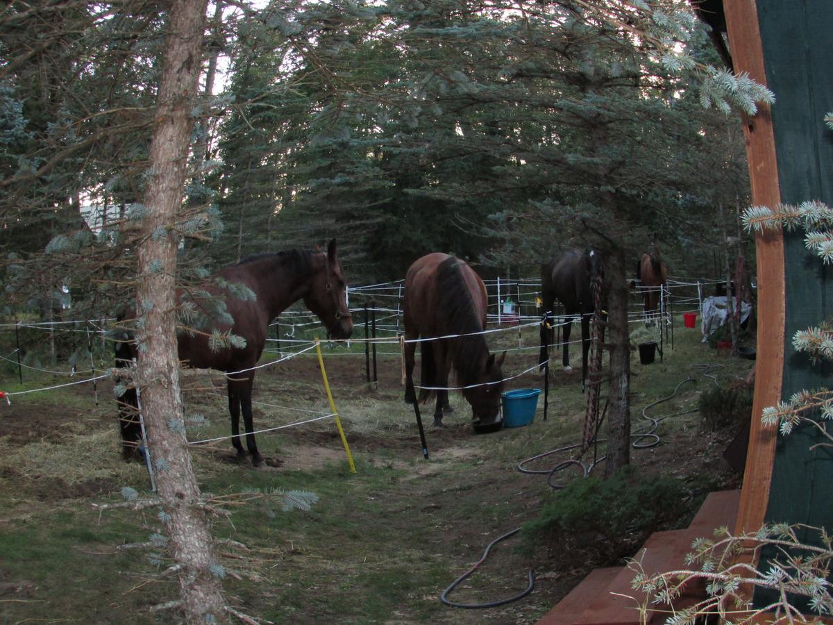 Best Bear Lodge & Campground Irons Dış mekan fotoğraf